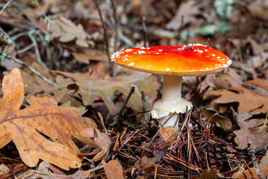 Amanita muscaria. False oronja or Fly Swatter, among the oak leaves, needles and wild pine cones.