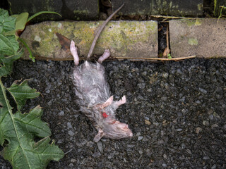 Dead rat on urban pavement.