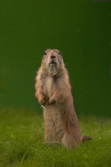 Prairie Dog In The Flower Garden