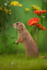 Prairie Dog In The Flower Garden