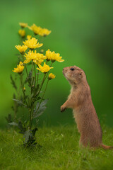 Prairie Dog In The Flower Garden