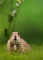 Prairie Dog In The Flower Garden