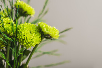 Bouquet of small green chrysanthemums close-up on a gray background. Floral background, postcard. Selective focus.