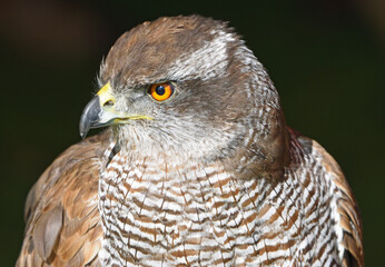 Close up of Goshawk perched on rail dark background.