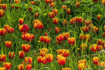 Fototapeta premium field of red and yellow tulips
