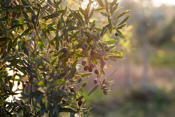 Olive Tree Close-Up with Sun Shining Through at Sunset - Golden Hour, Mediterranean Nature, Greek Landscape