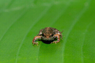 Fototapeta premium A cute bronze caco, also known as a bronze dainty frog (Cacosternum nanum) on a large green leaf in the wild