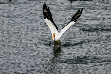 American White Pelican swimming in a coastal area
