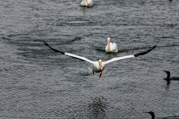 American White Pelican swimming in a coastal area
