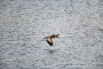 Brown Pelicans flying in a coastal setting