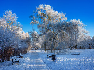 Zimowy krajobraz w parku w Olsztynie.