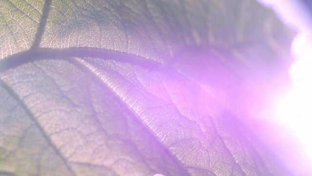 Sunlight filtering through a leaf's intricate veins.
