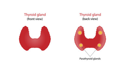 Thyroid and parathyroid gland. Anatomy anterior and posterior view of thyroid gland. hypothyroidism vs hyperthyroidism. Vector illustration isolated on white background. - obrazy, fototapety, plakaty