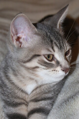 Grey Tabby a marvellous pet