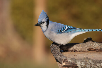 Blue Jays in winter