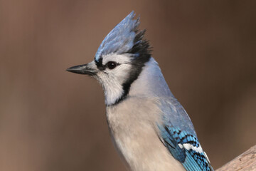 Blue Jays in winter
