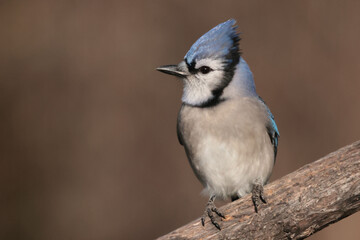 Blue Jays in winter