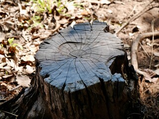 Tree stump foreground with summer forest, tree stump wooden cut with green moss in the forest, Nature background, Wooden stump cut saw in the forest