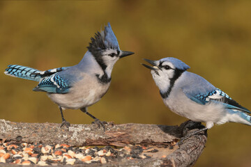 Blue Jays perching in winter