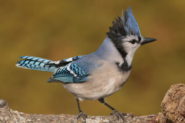 Blue Jays perching in winter