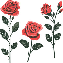 set of rose illustration floral flower drawing beautiful decoration design blossom