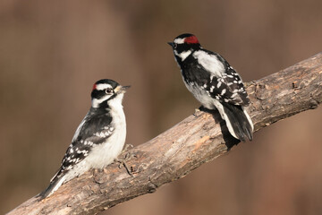 Downy woodpecker male in winter