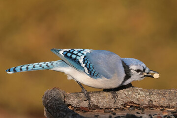Blue Jays in winter