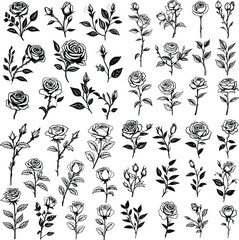 set of rose illustration isolated floral flower drawing black and white vector graphic element beautiful decoration collection - obrazy, fototapety, plakaty