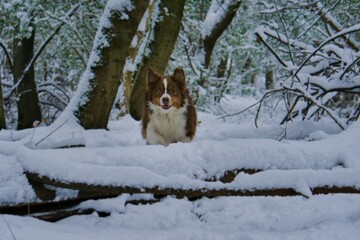 Having fun in the snow with the dog
