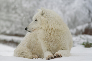 polar wolf sitting against the backdrop of a snowy forest