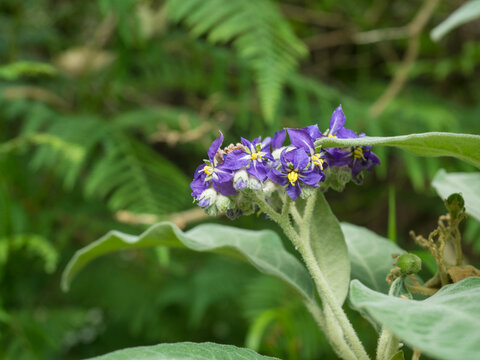 Close up Solanum mauritianum, wild tobacco, flower in bloom with background of green leaves, selective focus