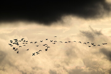 Ziehende Kraniche am Abendhimmel // Migrating cranes in the evening sky
