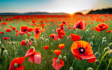 Obraz premium A field of poppies in full bloom