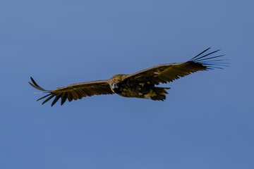 Buitre leonado ibérico en la Sierra de Guadarrama