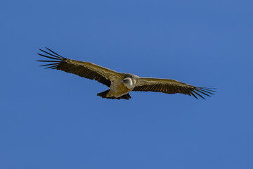 Buitre leonado ibérico en la Sierra de Guadarrama