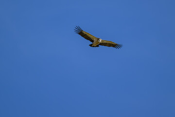 Buitre leonado ibérico en la Sierra de Guadarrama