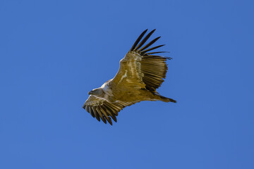 Buitre leonado ibérico en la Sierra de Guadarrama