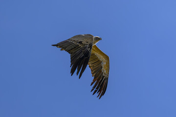 Buitre leonado ibérico en la Sierra de Guadarrama
