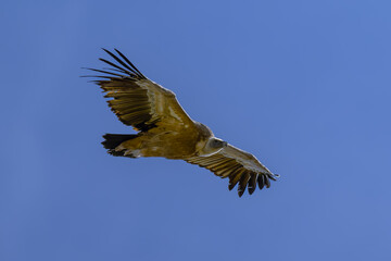 Buitre leonado ibérico en la Sierra de Guadarrama