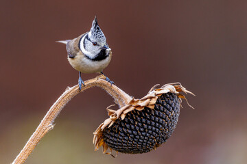 Haubenmeise (Lophophanes cristatus)