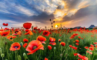 A field of poppies in full bloom