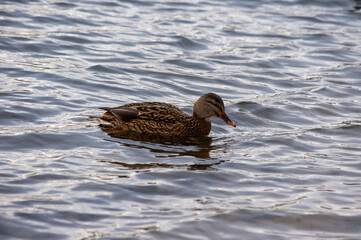 Ente schwimmt im Wasser