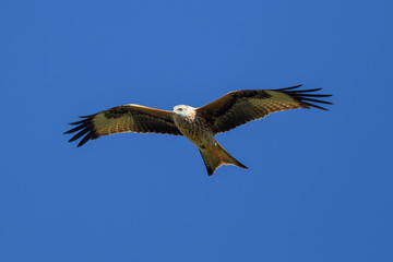 Milano Real en la Sierra de Guadarrama