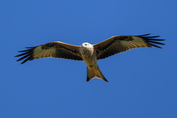 Fototapeta premium Milano Real en la Sierra de Guadarrama