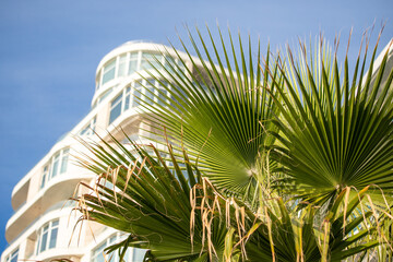 green palm leaves against blue sky