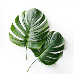 two lush tropical monstera leaves on a minimalist isolated background