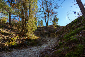 Path in the forest