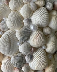 Background of light sea shells with pearls