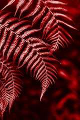 Beautiful fresh fern leaves in a red color on a dark background.