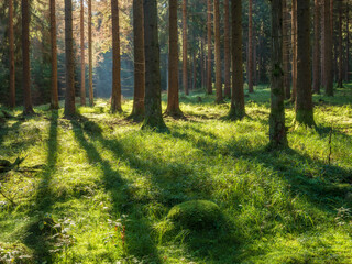 Natural green Forest of Spruce Trees in the warm light of the morning sun